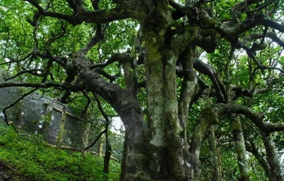 1699856331920051.png 微信截图_20231108105429.png