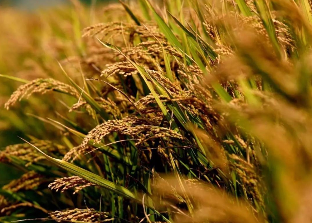 1709539860908839.png 微信截图_20240302144048.png