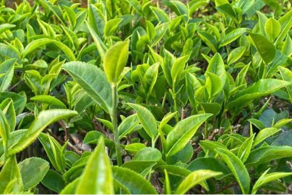 1737095011717455.png 微信截图_20250116101741.png